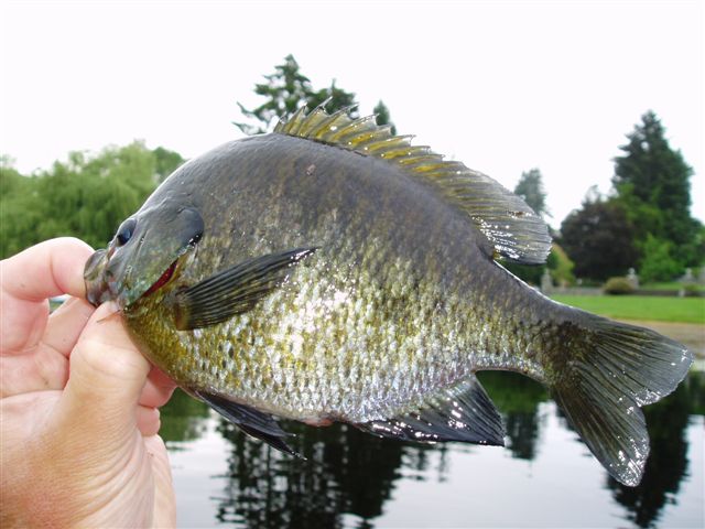 Panfish 006.jpg